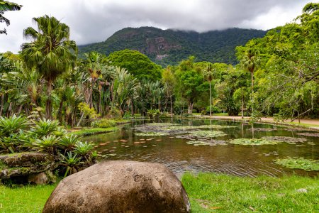 Téléchargez les photos : Forêt tropicale dans le jardin botanique de Rio de Janeiro, Brésil. Jardin botanique de 137 hectares avec plus de 8000 espèces de plantes. - en image libre de droit