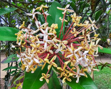 Blühender Strauch von Ixora undulata im Botanischen Garten von Rio de Janeiro, Brasilien. Botanischer Garten ist ein 137 Hektar großer Garten mit mehr als 8000 Pflanzenarten.