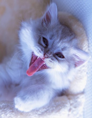  Portrait beautiful grey fluffy domestic small baby cat yawning with tongue out. Life of domestic cats, friendship with people.
