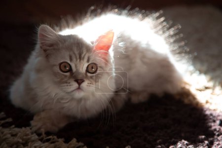  Porträt schöne graue flauschige Hauskatze in den warmen Strahlen der Sonne