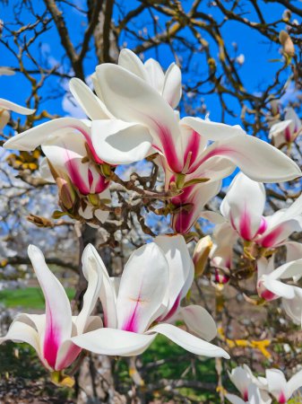 Zweige mit schön blühenden Magnolien säumen den strahlenden Frühlingstag gegen den blauen Himmel. Magnolienbaum mit großen hellgrünen Blättern und großen Blüten.