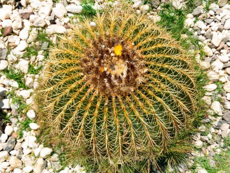 Goldener Barrel-Kaktus (Echinocavtus grusonii) umgeben von kleinen Steinen aus nächster Nähe