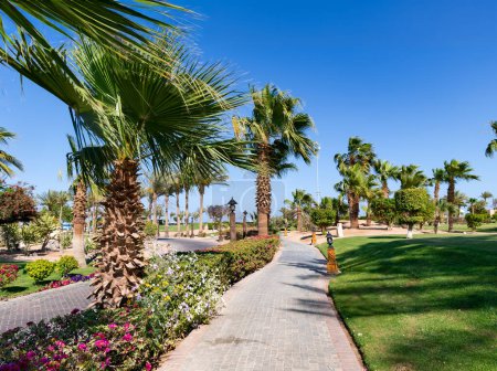 Beautiful landscaping with palm trees, cacti and flowering shrubs on the territory of a modern hotel in Hurghada, Egypt.