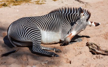 Junges Grevy Zebra liegt auf dem warmen Sand im Zoo Riga, Lettland