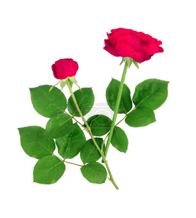 Téléchargez les photos : Bouquet of beautiful red roses on a white isolated background. Flat lay, top view, copy space concept. - en image libre de droit