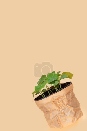 Foto de Cultivando plantas a principios de primavera en el invernadero. Plántulas de calabaza y pepino en macetas. - Imagen libre de derechos