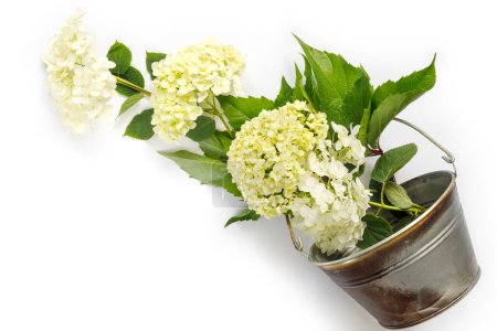 Téléchargez les photos : Beau bouquet d'hortensias en seau sur fond blanc. Carte de voeux pour les vacances. Arrière-plan créatif avec espace de copie pour texte. - en image libre de droit
