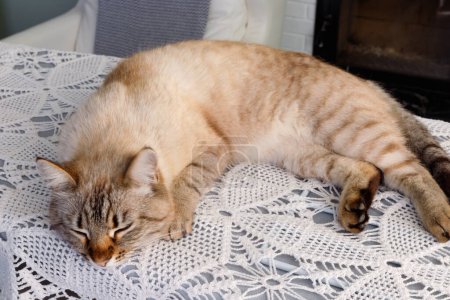 Foto de Rojo esponjoso gato siamés duerme en el fondo de la pared de ladrillo. Copia espacio para tu texto. - Imagen libre de derechos