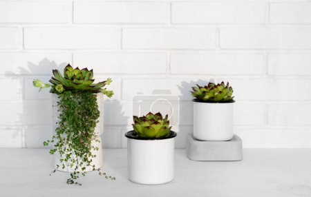 Téléchargez les photos : Végétaux persistants dans de petits pots de fleurs contre un mur de briques blanches. Intérieur. Style de vie. - en image libre de droit