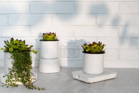 Photo for Evergreen succulents in small flower pots against white brick wall. Home interior. Life style. - Royalty Free Image
