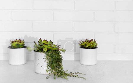 Téléchargez les photos : Végétaux persistants dans de petits pots de fleurs contre un mur de briques blanches. Intérieur. Style de vie. - en image libre de droit