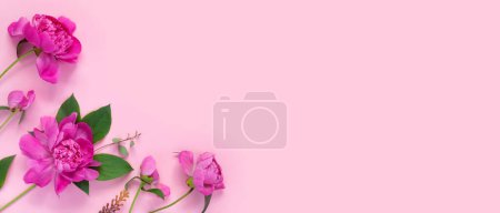 Téléchargez les photos : Bouquet de belles pivoines sur fond de papier rose. Concept de printemps créatif. Carte de voeux pour les vacances. - en image libre de droit