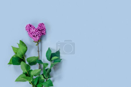 Téléchargez les photos : Modèle pour la conception avec branche de lilas en forme de coeur. - en image libre de droit