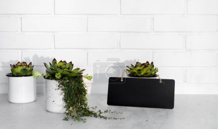 Téléchargez les photos : Végétaux persistants dans de petits pots de fleurs contre un mur de briques blanches. Cadre en bois. Intérieur. Style de vie. - en image libre de droit