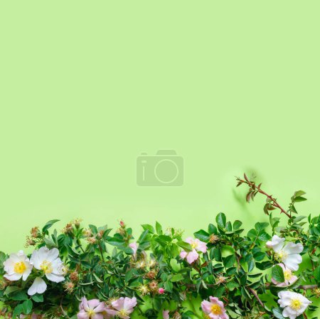 Téléchargez les photos : Belle branche de églantier sur fond vert délicat - en image libre de droit