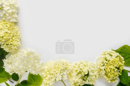 Téléchargez les photos : Beau bouquet d'hortensias sur fond blanc. Carte de voeux pour les vacances. Arrière-plan créatif avec espace de copie pour texte. - en image libre de droit