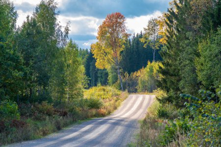 Photo for Autumn road forest trees landscape . - Royalty Free Image