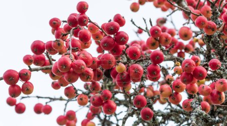 Photo for Red Apples On Apple Tree Branch. - Royalty Free Image