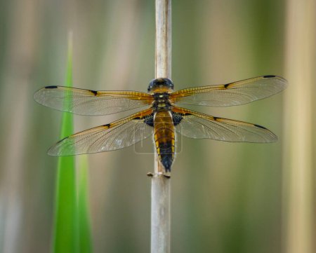 Photo for Dragonfly macro (Anaciaeschna isoceles) shot in summer time . - Royalty Free Image
