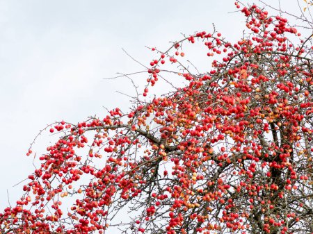 Foto de Manzanas rojas en ramas de manzano. - Imagen libre de derechos