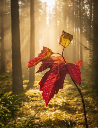 Téléchargez les photos : Lumière matinale dans la forêt. - en image libre de droit