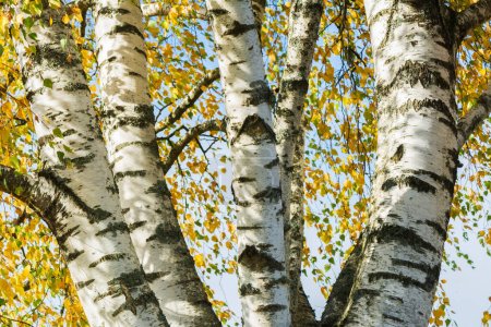 Photo for Group white birches at autumn. - Royalty Free Image