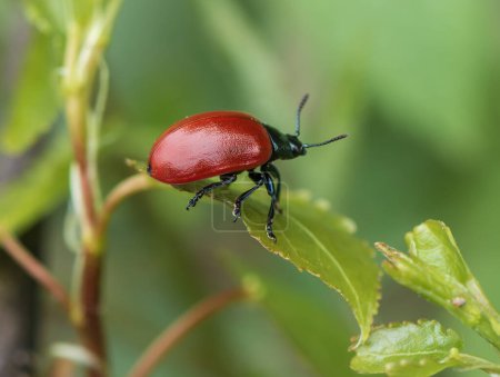 Photo for Poplar leaf beetle (Chrysomela populi). - Royalty Free Image