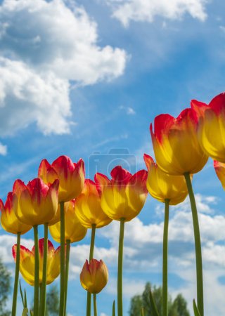 Photo for Multicolor tulips on blue sky background. - Royalty Free Image