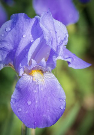 Photo for Violet iris flower head on a rainy day. - Royalty Free Image