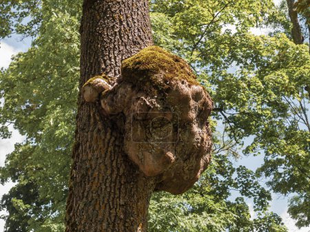 Tree burl in the forest .