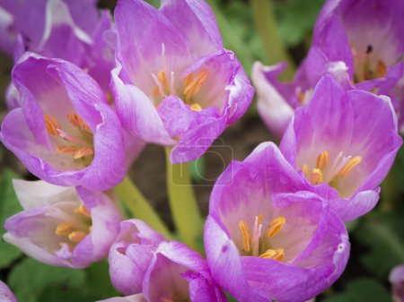 Photo for Autumn crocus (Colchicum autumnale) flowers background. - Royalty Free Image