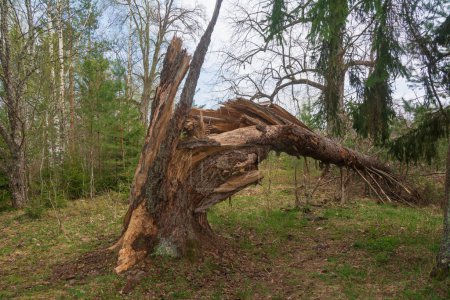 Photo for A storm damaged fir tree with a broken tree trunk . - Royalty Free Image