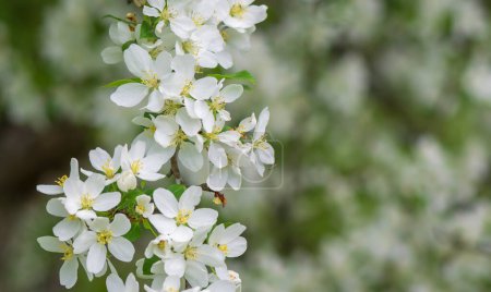 Photo for Apple tree branch with white flowers in an garden . - Royalty Free Image