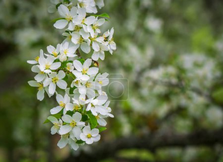 Photo for Apple tree branch with white flowers in spring . - Royalty Free Image