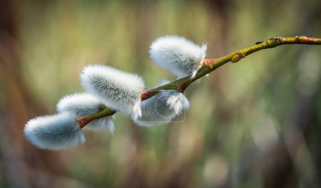 Photo for Willow tree branch in spring. - Royalty Free Image