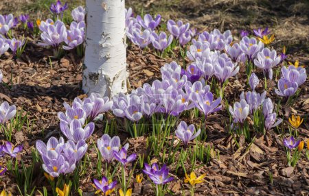 Photo for Violet crocus in the garden at spring . - Royalty Free Image