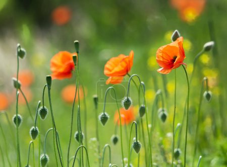 Photo for Poppy flowers on blurred nature background. - Royalty Free Image