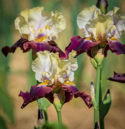 Photo for Three large irises in the garden . - Royalty Free Image