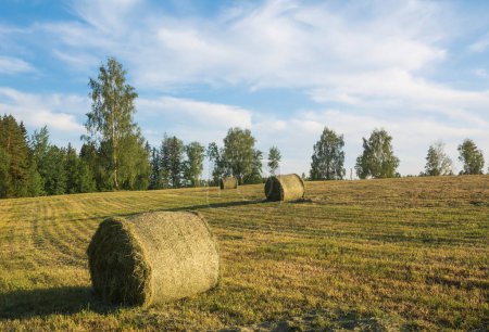 Photo for Landscape with a baled hay roll in summer . - Royalty Free Image