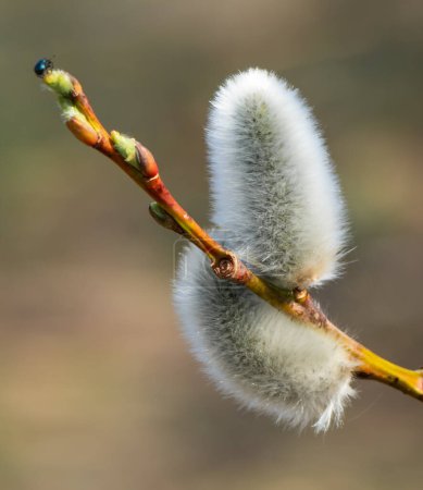 Photo for Willow tree branch in the spring. - Royalty Free Image