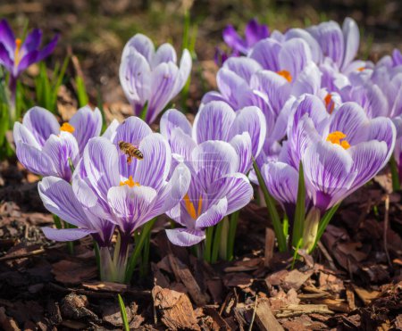 Photo for Violet crocus and bee in the garden . - Royalty Free Image