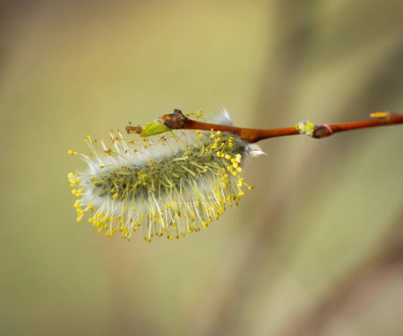 Photo for Willow tree branch in the spring.Macro image. - Royalty Free Image
