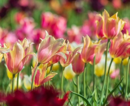 Photo for Colorful Tulips In The Spring. - Royalty Free Image