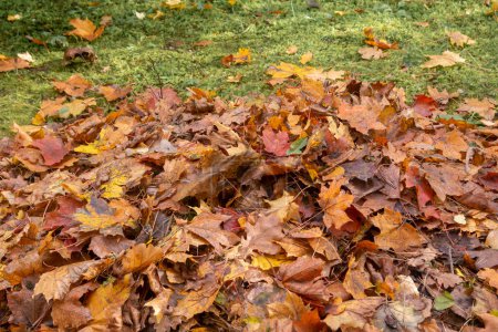 Photo for Pile of raked autumn yellow leaves on green grass in park . - Royalty Free Image
