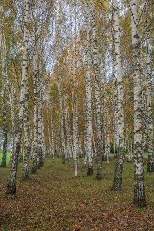 Photo for Forest autumn landscape with beautiful white birches . - Royalty Free Image