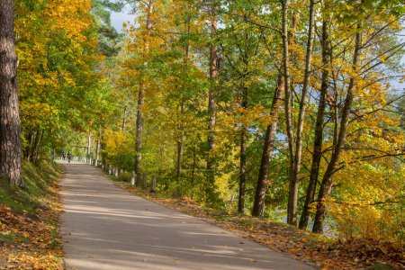 Téléchargez les photos : Route asphaltée dans le parc le jour d'automne. - en image libre de droit