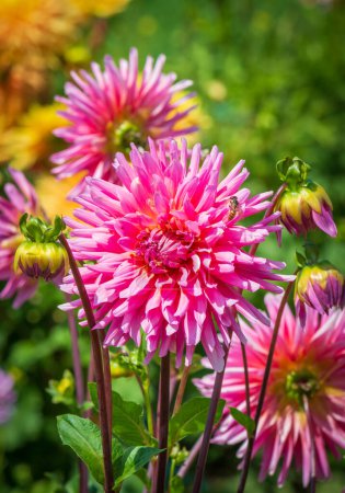 Photo for Big pink dahlia flower head . - Royalty Free Image