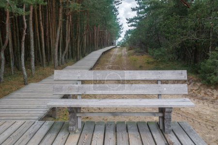 Photo for Wood path way among the trees of Curonian Spit . - Royalty Free Image