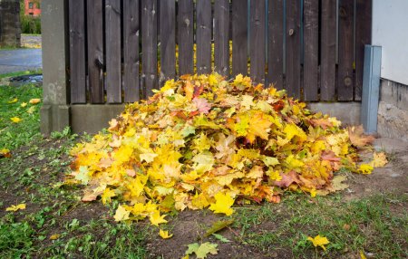 Photo for Pile of raked autumn yellow leaves at wooden fence . - Royalty Free Image