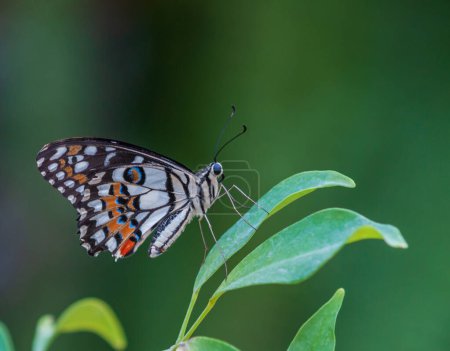Photo for Butterfly sitting on green plant leaf. - Royalty Free Image